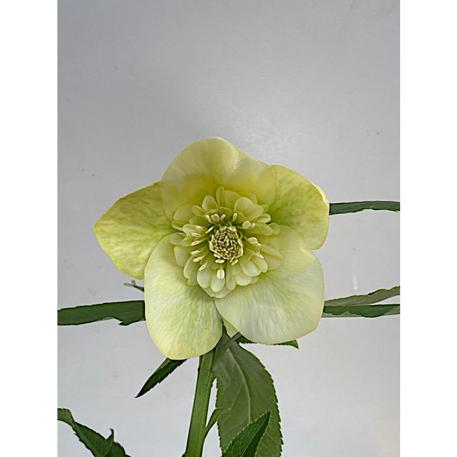 バカ息子と親バカ クリスマスローズ 開花実績株 小苗 セット バカ息子と親バカ様専用 クリスマスローズ 開花実績株 小苗 セット