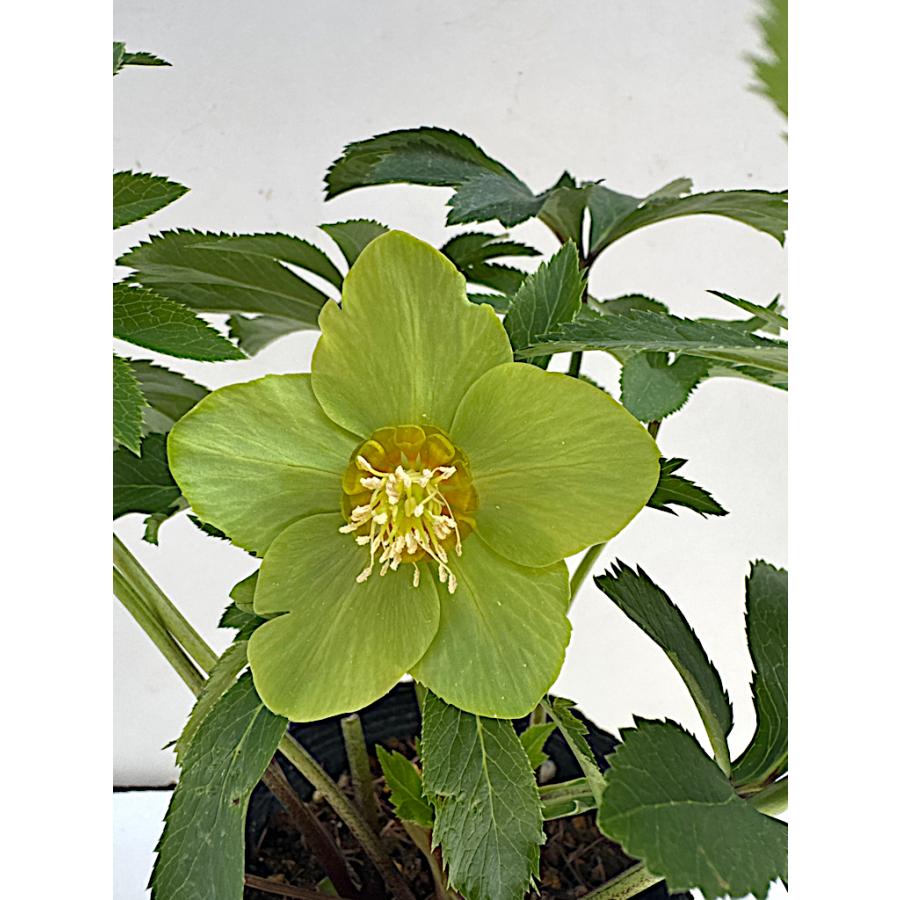 クリスマスローズ 開花苗 040 グリーン風車 : 花郷園 KAGOEN NURSERY