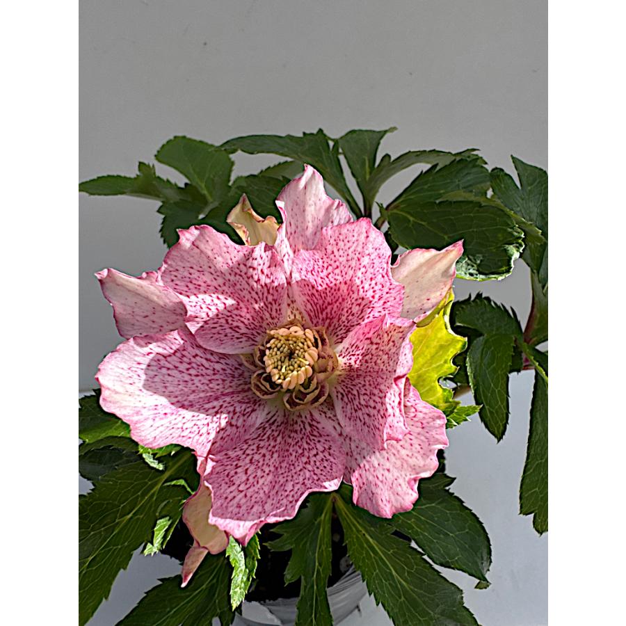 クリスマスローズ 開花苗 042 : 花郷園 KAGOEN NURSERY - 通販 - Yahoo