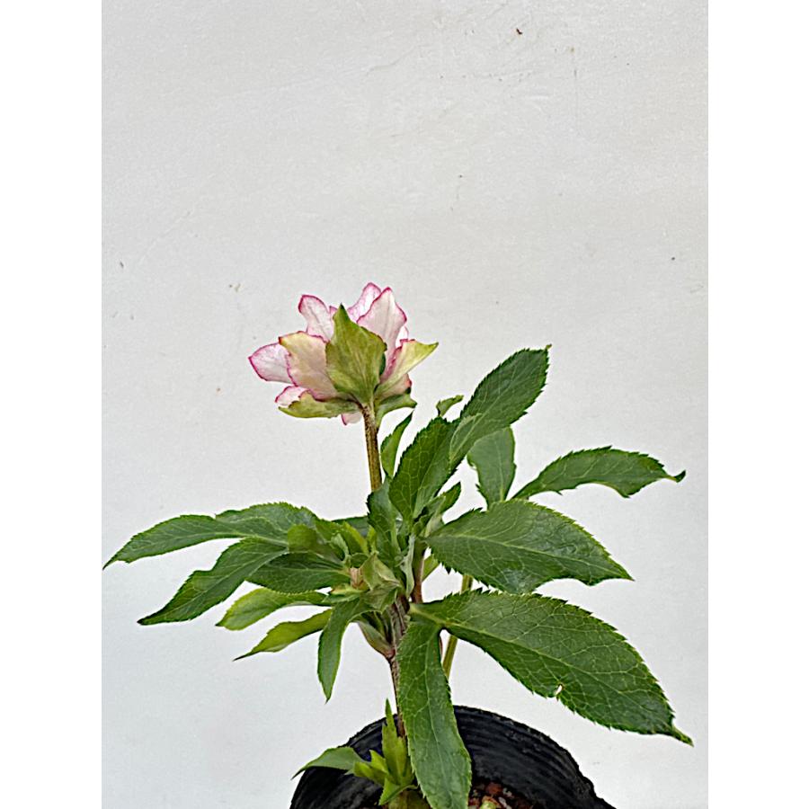 クリスマスローズ 開花苗 044 パピエdeux : 花郷園 KAGOEN NURSERY