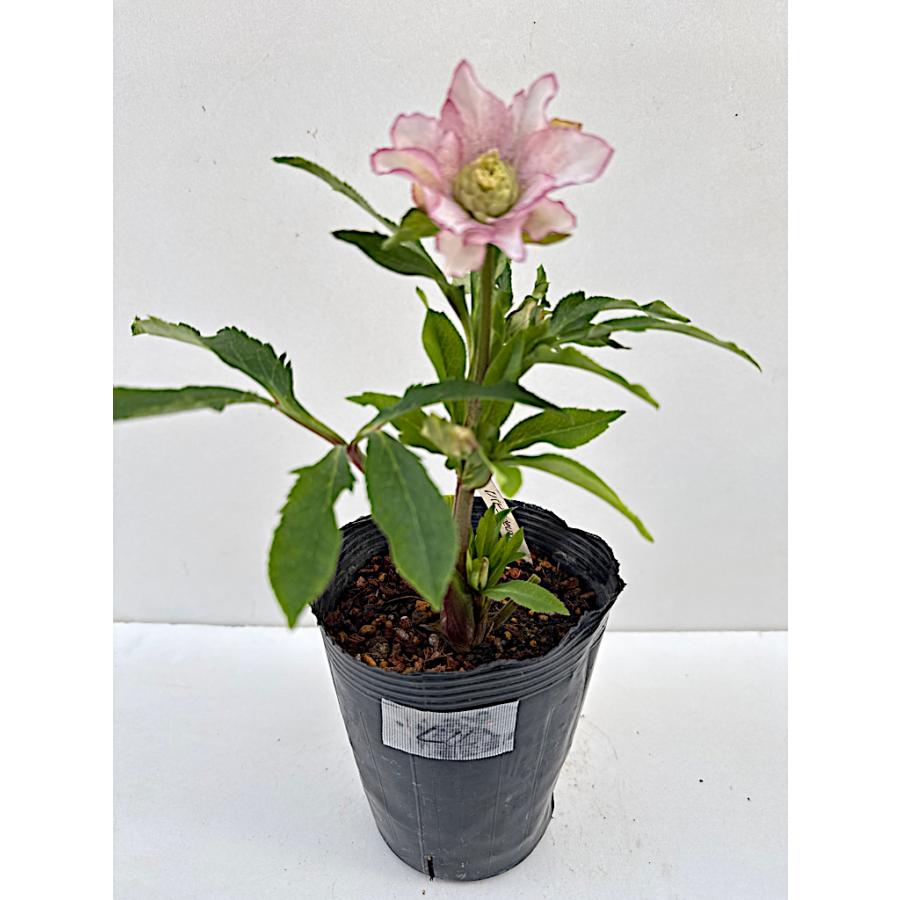 クリスマスローズ 開花苗 044 パピエdeux : 花郷園 KAGOEN NURSERY
