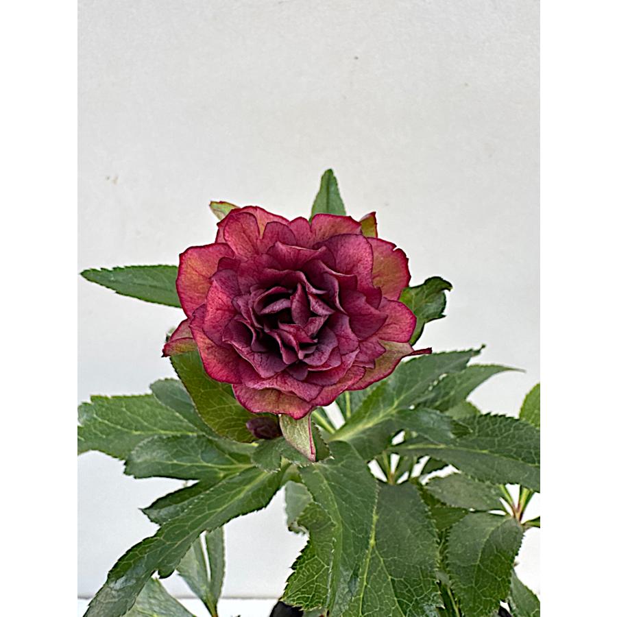 クリスマスローズ 開花苗 046 ぺオニーレッド : 花郷園 KAGOEN NURSERY