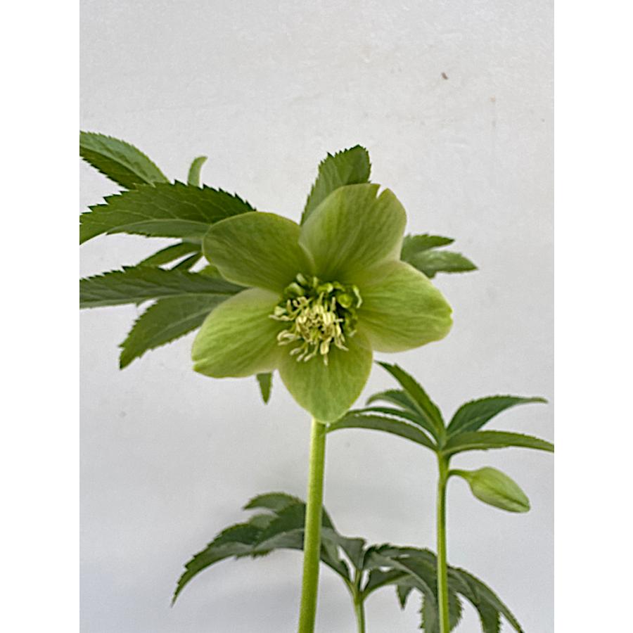 クリスマスローズ 開花苗 048 リグリクス 香り交配 : 花郷園 KAGOEN