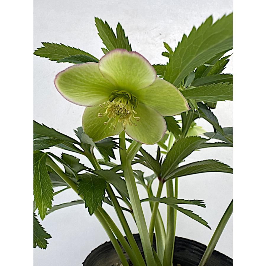 クリスマスローズ 開花苗 049 寂助 : 花郷園 KAGOEN NURSERY - 通販