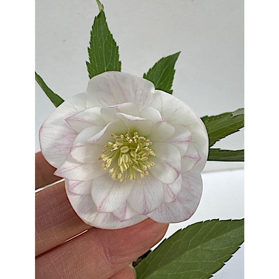 クリスマスローズ 開花苗 050 ラパン Lapin : 花郷園 KAGOEN NURSERY