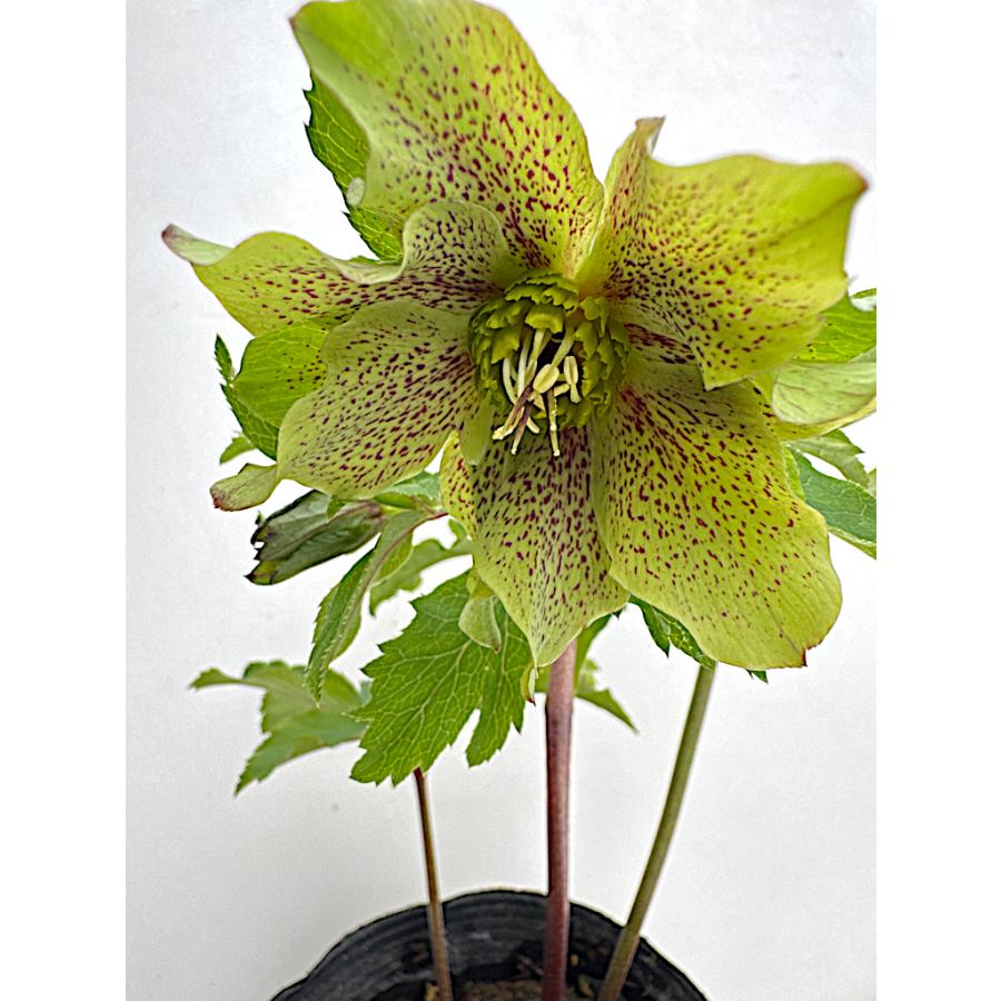 クリスマスローズ 開花苗 060 パピエグリーン : 花郷園 KAGOEN NURSERY