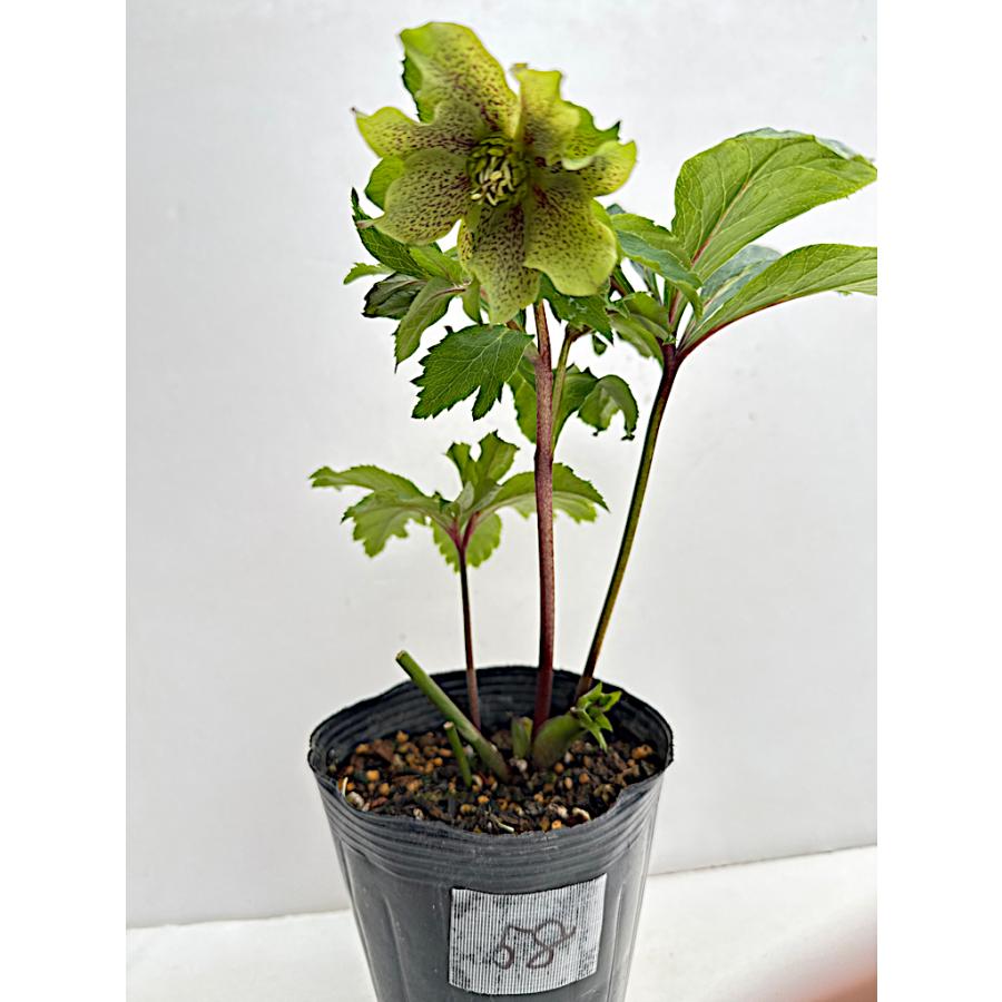 クリスマスローズ 開花苗 060 パピエグリーン : 花郷園 KAGOEN NURSERY