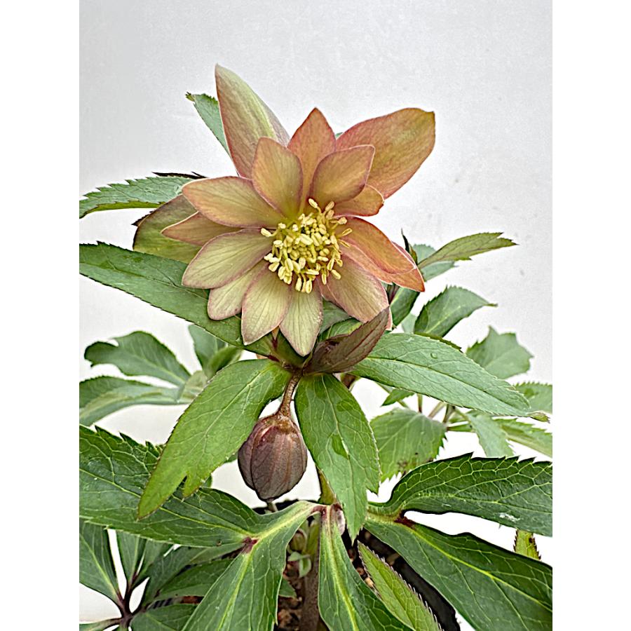 クリスマスローズ 開花苗 062 モンブラン : 花郷園 KAGOEN NURSERY