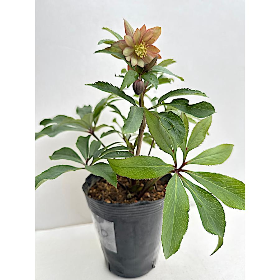 チャッピ様ご購入苗㉖-242クリスマスローズ 20062 クリスマスローズ ダブル咲き 3.5号苗ポット – 植物家族