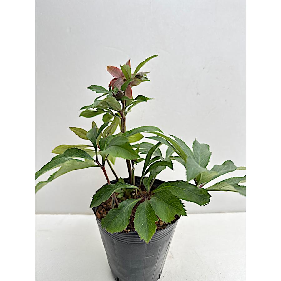 クリスマスローズ 開花苗 062 モンブラン : 花郷園 KAGOEN NURSERY