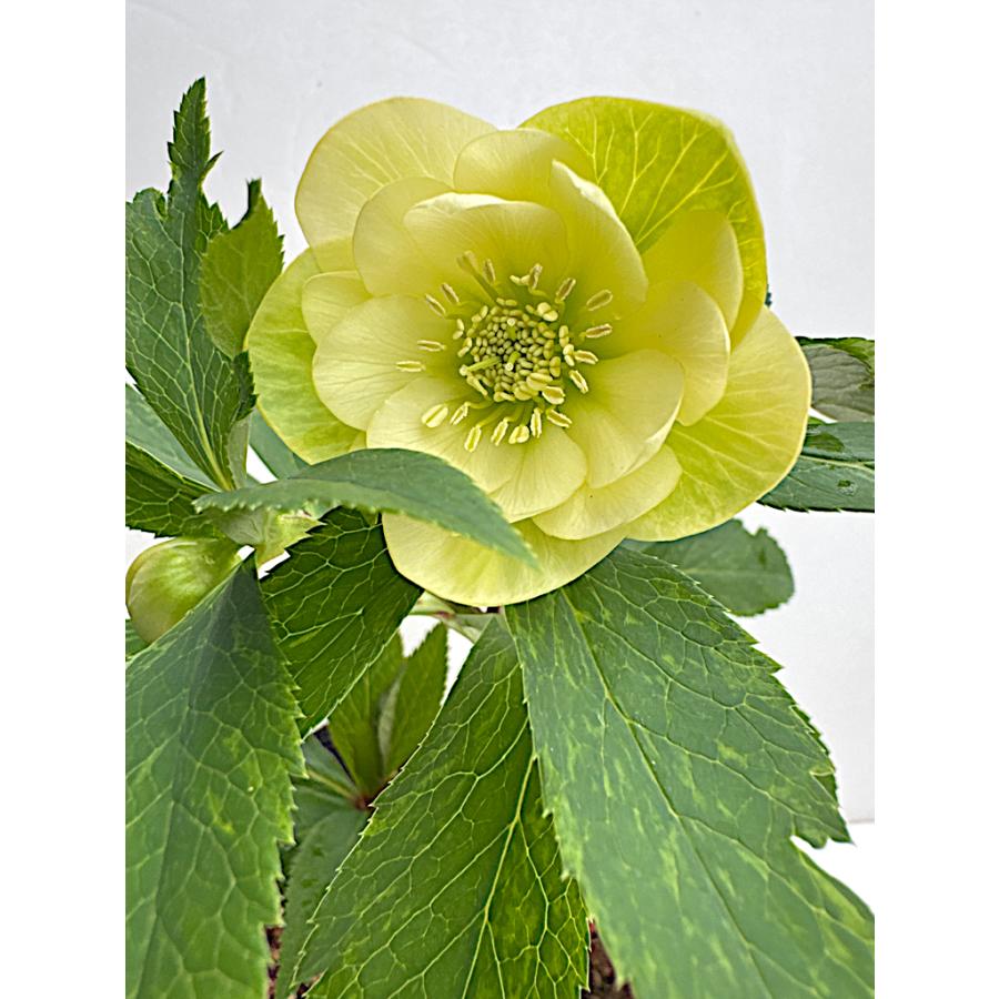 クリスマスローズ 開花苗 063 イエローシフォン : 花郷園 KAGOEN