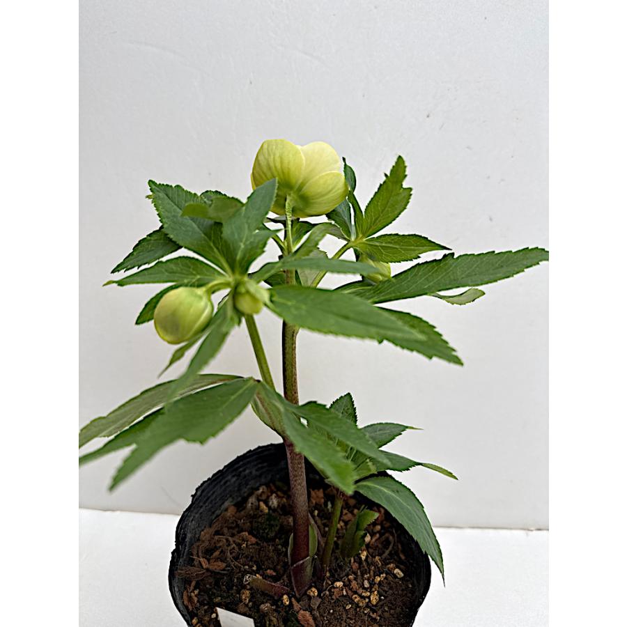 クリスマスローズ 開花苗 063 イエローシフォン : 花郷園 KAGOEN