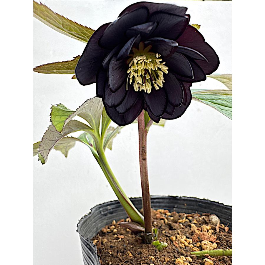 クリスマスローズ 開花苗 065 黒姫 : 花郷園 KAGOEN NURSERY - 通販