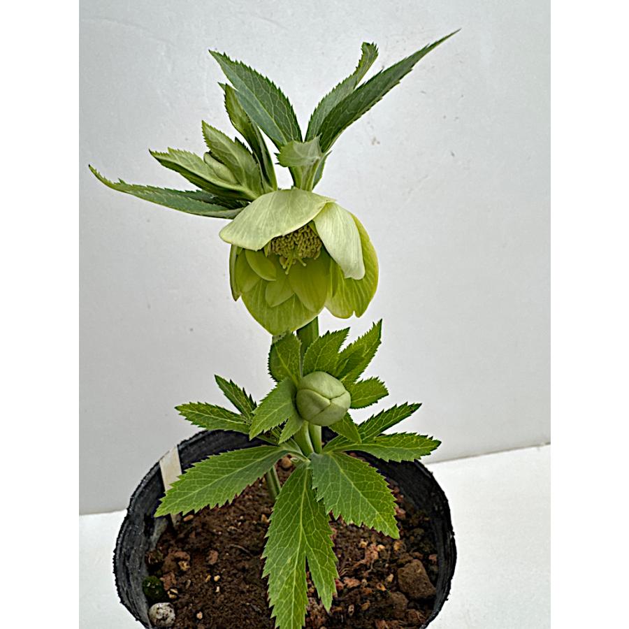 クリスマスローズ 開花苗 066 グリーンセミダブル リグリクス交配 : 花