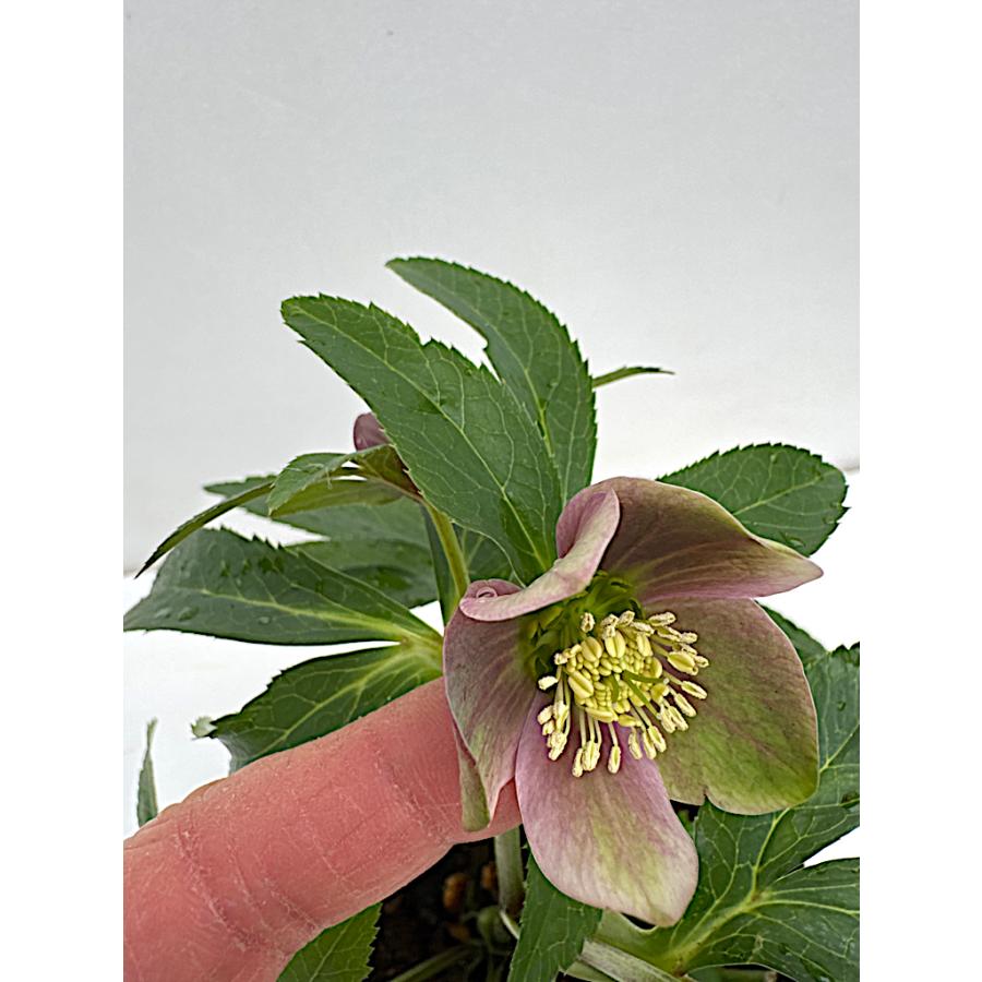 クリスマスローズ 開花苗 068 ピンクミラージュ : 花郷園 KAGOEN