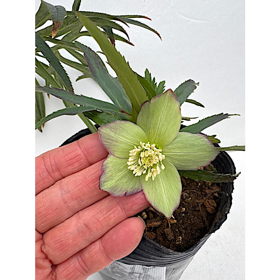 クリスマスローズ 開花苗 069 アバニコ : 花郷園 KAGOEN NURSERY