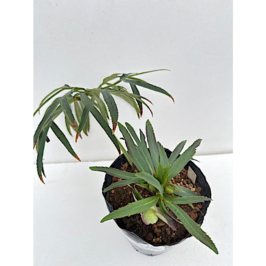 クリスマスローズ 開花苗 069 アバニコ : 花郷園 KAGOEN NURSERY