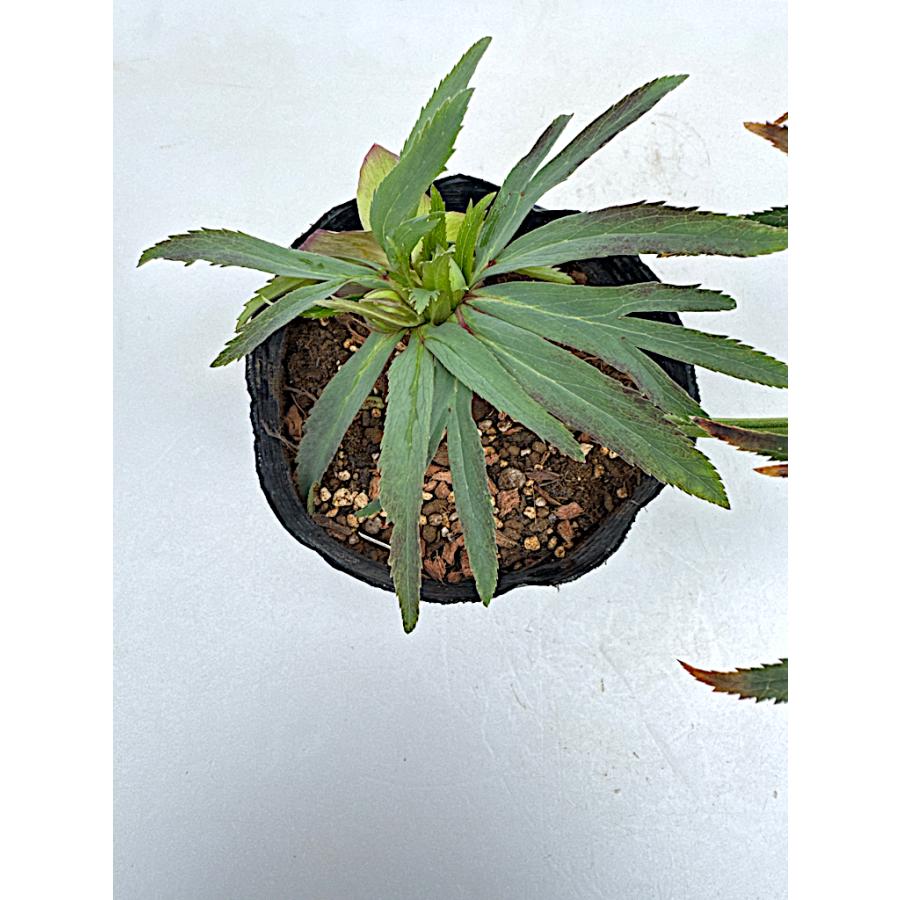 クリスマスローズ 開花苗 069 アバニコ : 花郷園 KAGOEN NURSERY