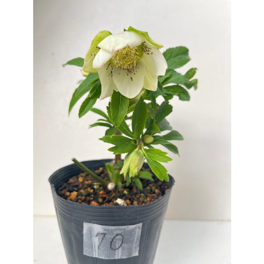 クリスマスローズ 開花苗 070 パピエブランシュdeux : 花郷園 KAGOEN