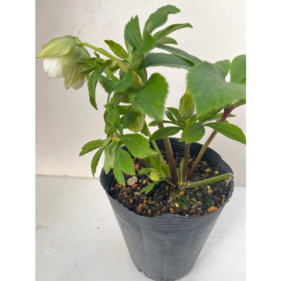 クリスマスローズ 開花苗 070 パピエブランシュdeux : 花郷園 KAGOEN