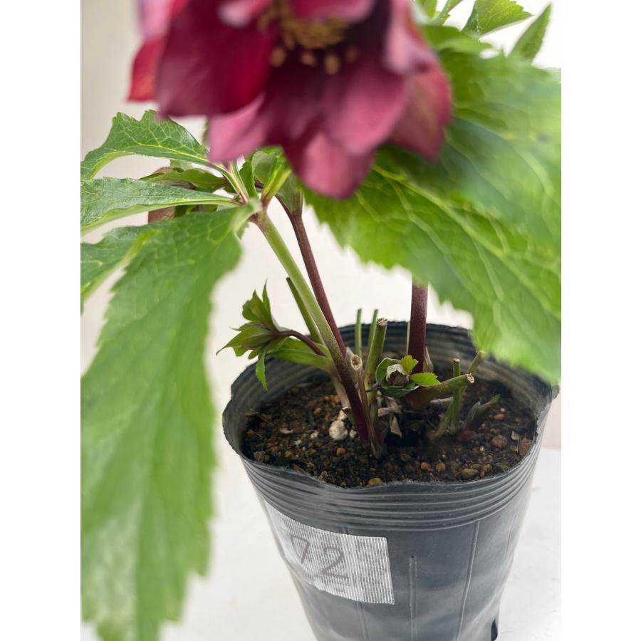 クリスマスローズ 開花苗 072 レッドサン : 花郷園 KAGOEN NURSERY