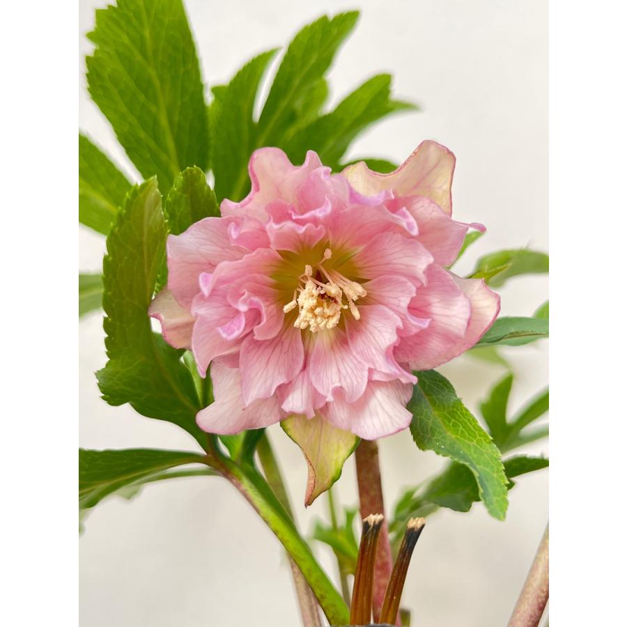 クリスマスローズ 開花苗 075 ペオニーピンク 小輪 : 花郷園 KAGOEN