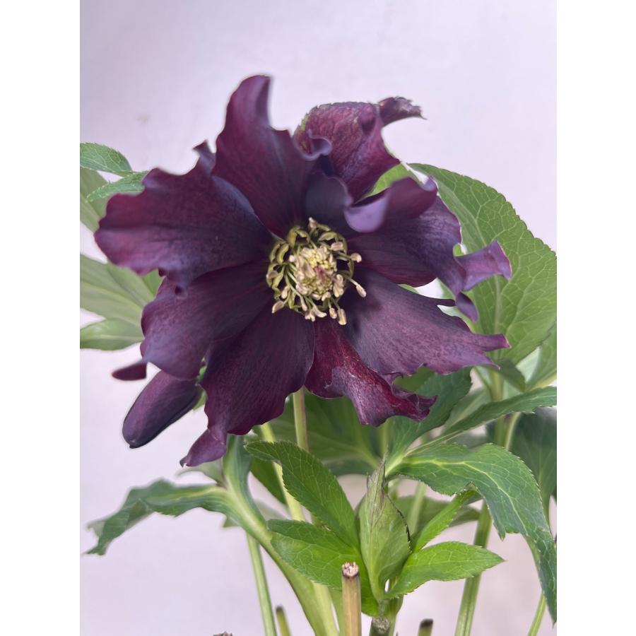 クリスマスローズ 開花苗 076 カラスアゲハ : 花郷園 KAGOEN NURSERY