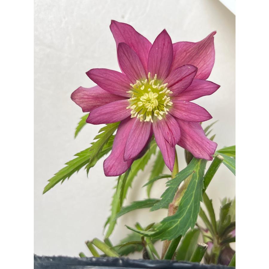 クリスマスローズ 開花苗 077 アバニコ : 花郷園 KAGOEN NURSERY