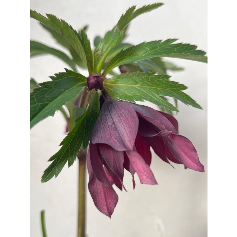 クリスマスローズ 開花苗 080 ムーランシリーズ : 花郷園 KAGOEN