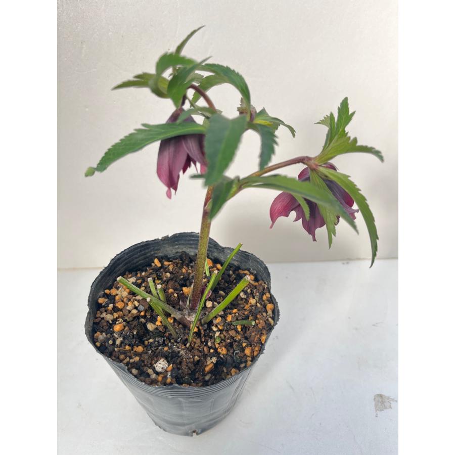 クリスマスローズ 開花苗 080 ムーランシリーズ : 花郷園 KAGOEN