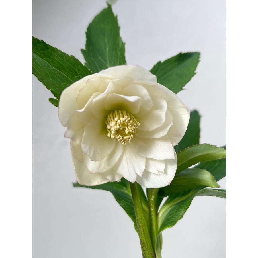 クリスマスローズ 開花苗 083 ラパン : 花郷園 KAGOEN NURSERY - 通販