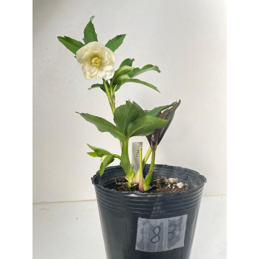 クリスマスローズ 開花苗 083 ラパン : 花郷園 KAGOEN NURSERY - 通販