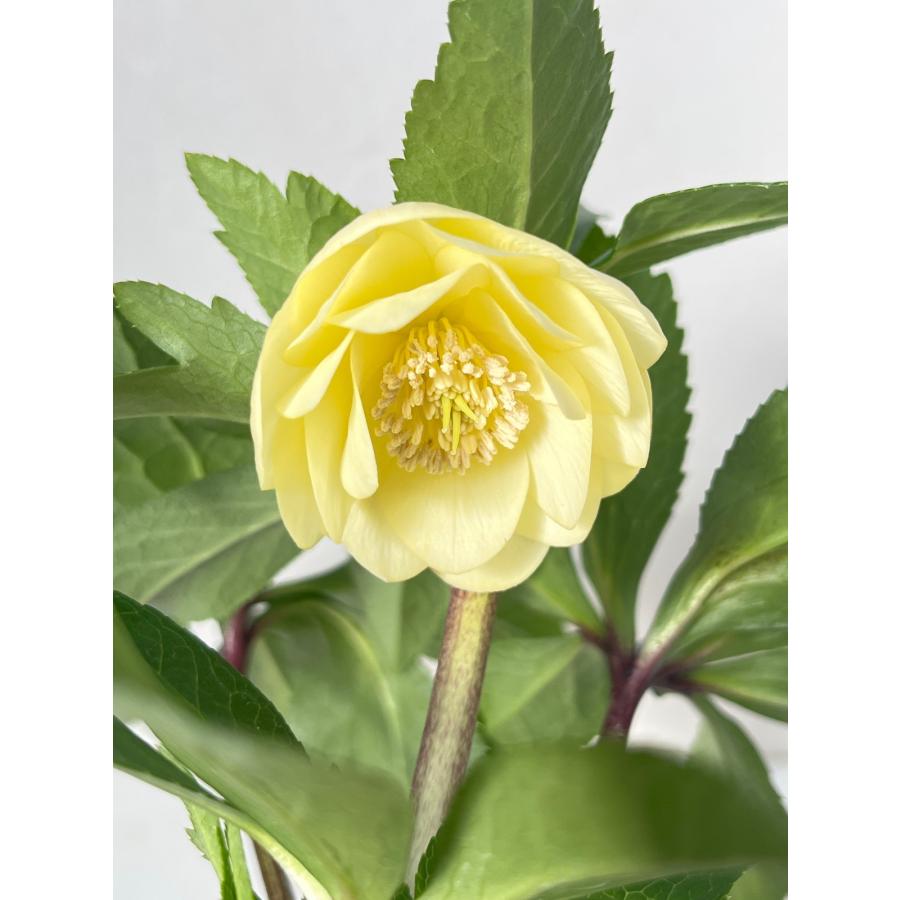 クリスマスローズ 開花苗 087 シアーゴールド : 花郷園 KAGOEN NURSERY