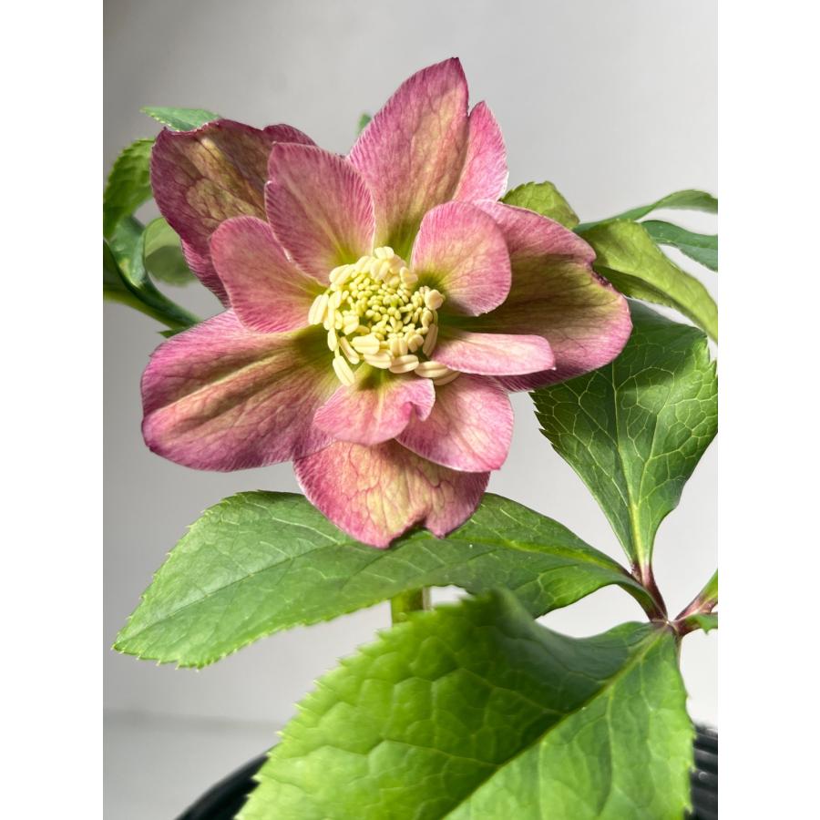 クリスマスローズ 開花苗 091 ピンクとグリーンのバリエーション : 花