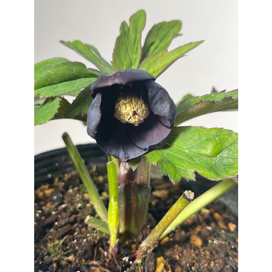 クリスマスローズ 開花苗 092 究極の黒 小輪 : 花郷園 KAGOEN NURSERY