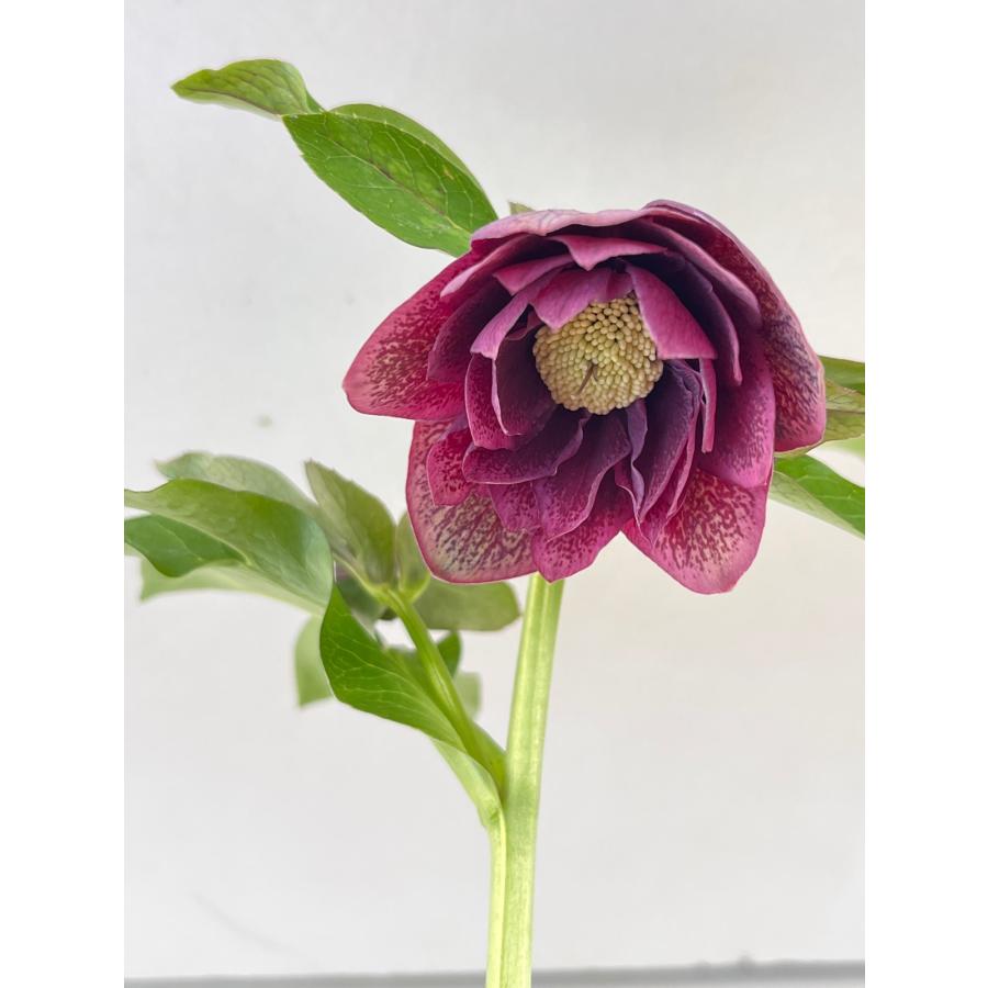 クリスマスローズ 開花苗 096 ワインレッドダブル : 花郷園 KAGOEN