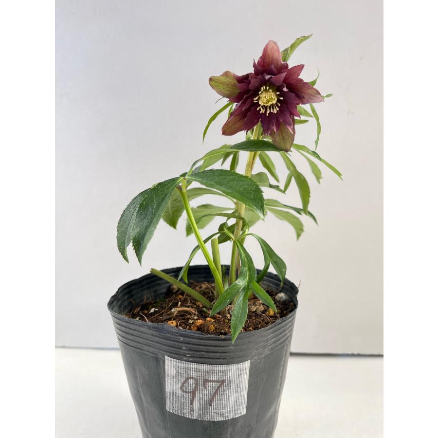 クリスマスローズ 開花苗 097 アンティークへルツェ : 花郷園 KAGOEN