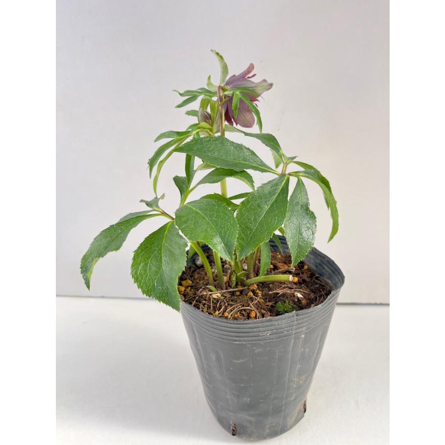 クリスマスローズ 開花苗 097 アンティークへルツェ : 花郷園 KAGOEN