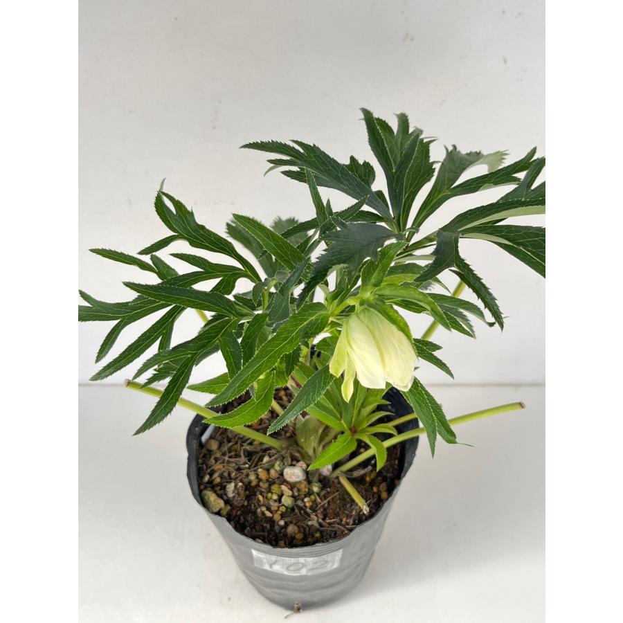 クリスマスローズ 開花苗 102 アバニコ : 花郷園 KAGOEN NURSERY