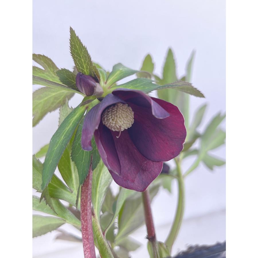 クリスマスローズ 開花苗 103 ミッドナイトブルー : 花郷園 KAGOEN