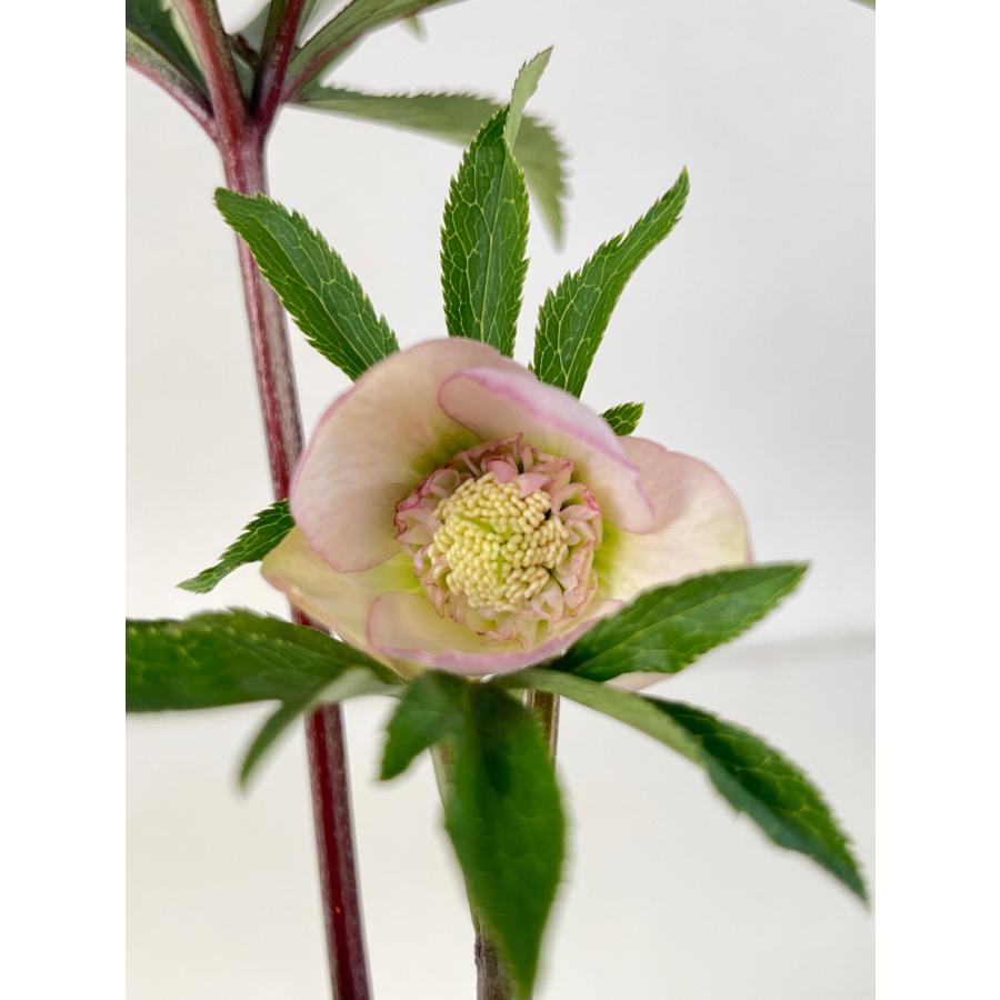 クリスマスローズ 開花苗 104 サクラセミダブル小輪 : 花郷園 KAGOEN