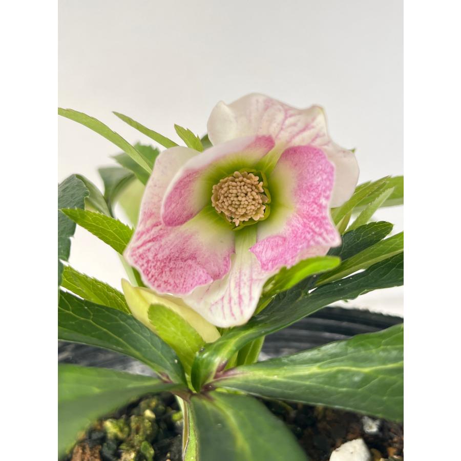 クリスマスローズ 開花苗 108 ノエル : 花郷園 KAGOEN NURSERY - 通販