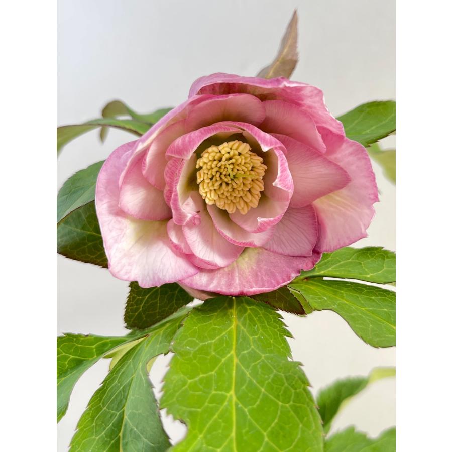 クリスマスローズ 開花苗 111 インソムニア : 花郷園 KAGOEN NURSERY