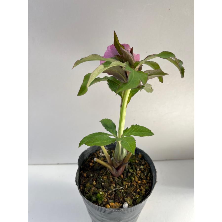 クリスマスローズ 開花苗 111 インソムニア : 花郷園 KAGOEN NURSERY