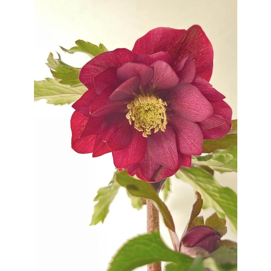 クリスマスローズ 開花苗 112 レッドダブル : 花郷園 KAGOEN NURSERY