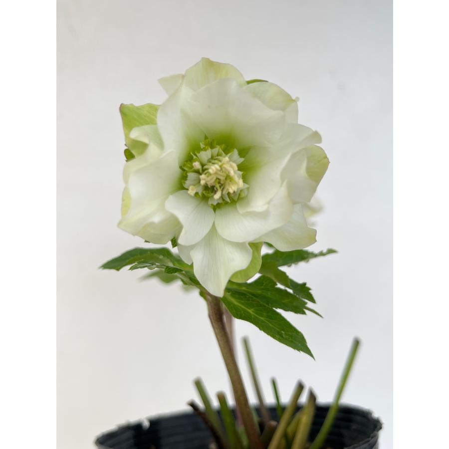 クリスマスローズ 開花苗 114 パピエブランシュドゥ : 花郷園 KAGOEN