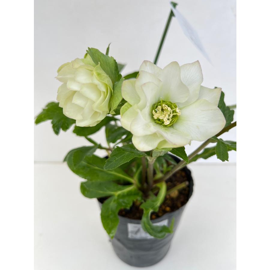 クリスマスローズ 開花苗 115 パピエブランシュ : 花郷園 KAGOEN