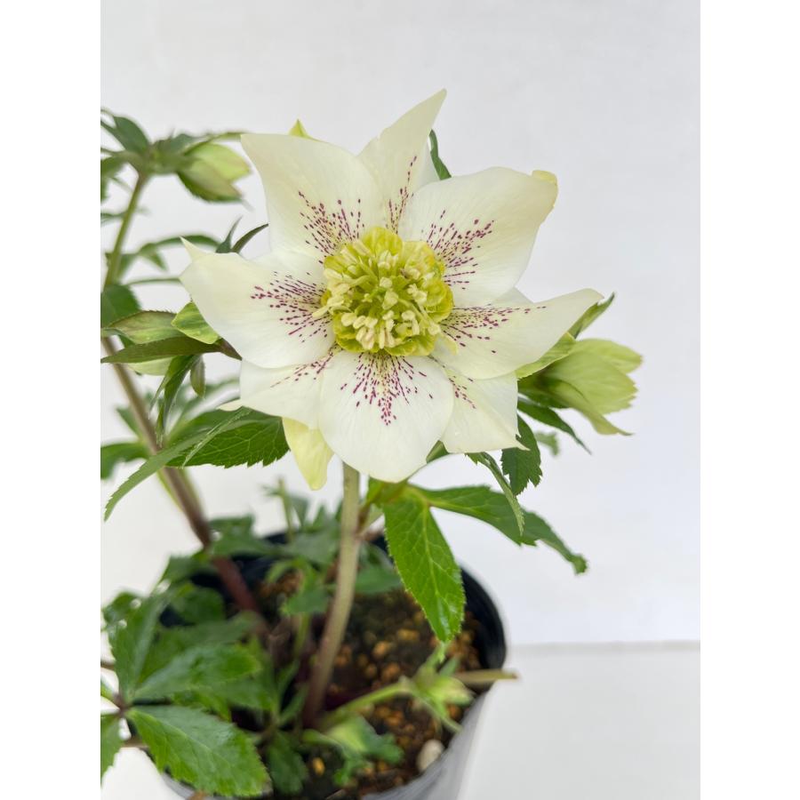 クリスマスローズ 開花苗 117 パピエブランシュdeux : 花郷園 KAGOEN