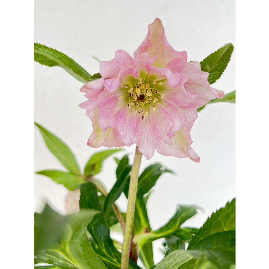 クリスマスローズ 開花苗 120 ペオニー : 花郷園 KAGOEN NURSERY