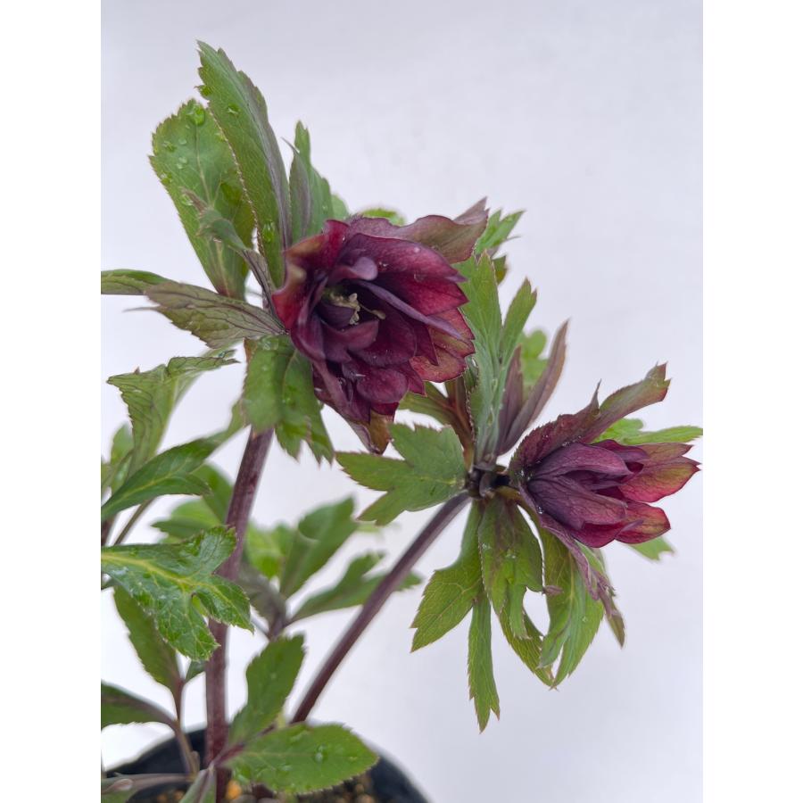 クリスマスローズ 開花苗 121 ペオニーレッド : 花郷園 KAGOEN NURSERY